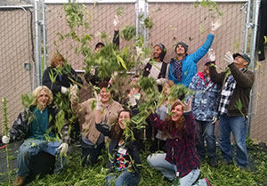 Cannabis Harvest Crew