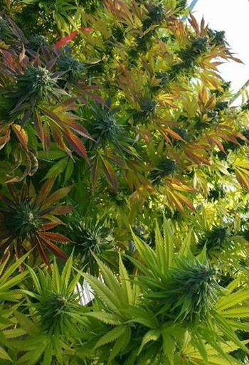 Cannabis strains