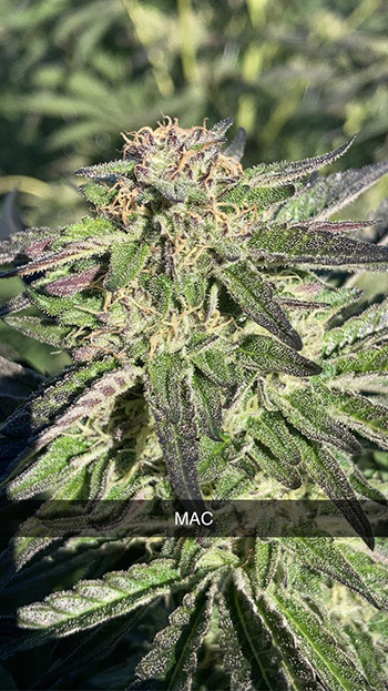 Cannabis strains