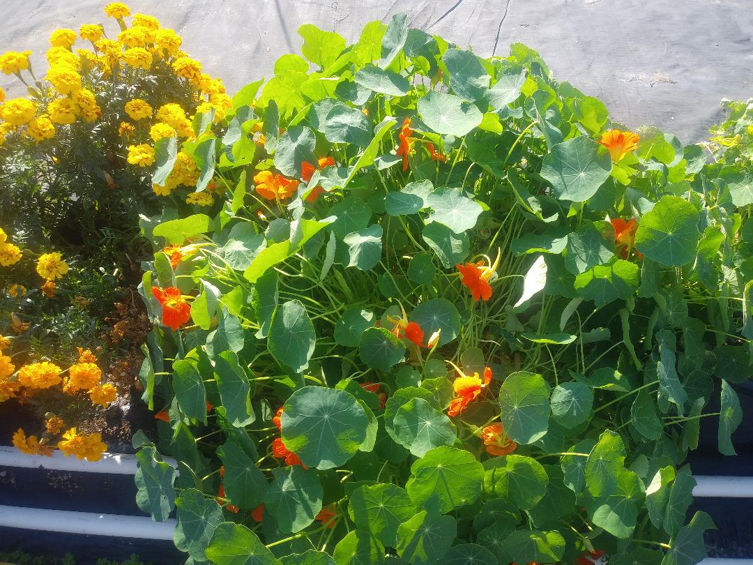 Marigolds and nasturtiums, companion plants grown alongside the cannabis in full sun
