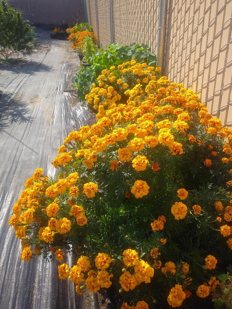 Companion marigolds planted along the garden fence line