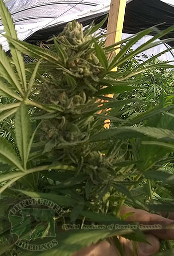 Cannabis farm
