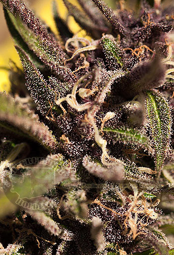 Cannabis farm