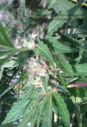 Cannabis farm