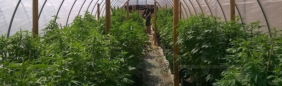 Cannabis plants